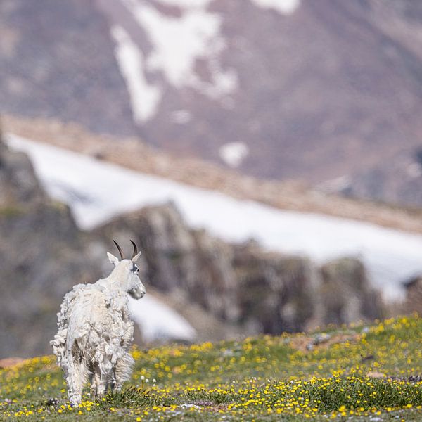 Bergziege auf dem Beartooth Highway von Kris Hermans