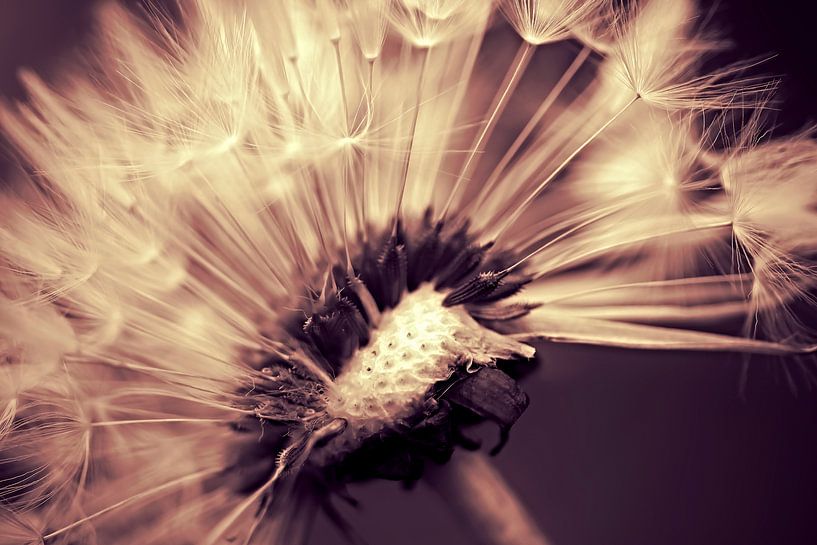 Dandelion sepiadream von Julia Delgado