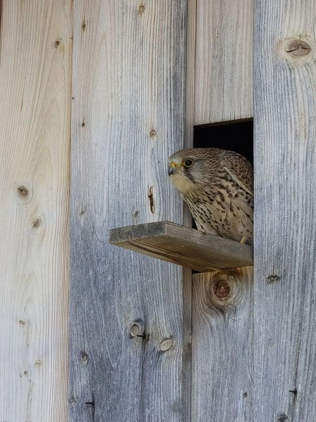 Vue extérieure, la jolie femelle faucon crécerelle-- het uitzicht buiten, de mooie vrouwelijke torenvalk -- la vue extérieure, la jolie crécerelle par Christina Bauer Photos