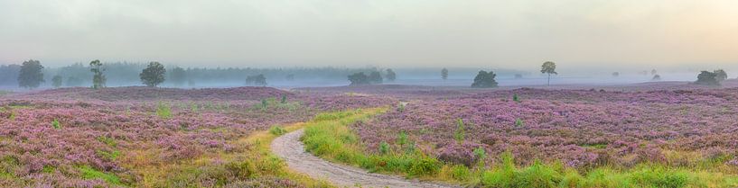 Sunrise over a heather landscape at the Veluwe by Sjoerd van der Wal Photography