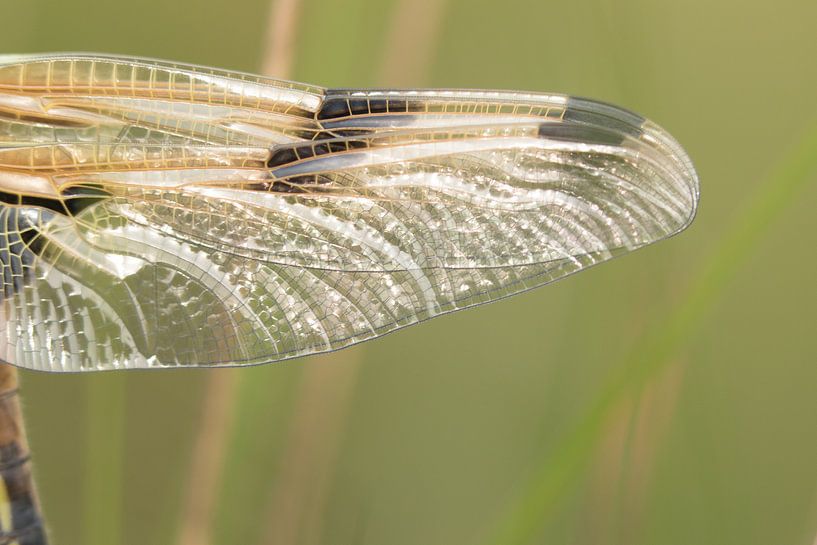 Vleugel van een libel in de schittering van de opkomende lentezon by Esther Ehren