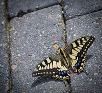 Papillon des carottes