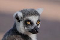 Ein Lemur, der sich ruhig umschaut