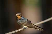 Rauchschwalbe auf einen Tau