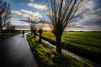 Seeblick Noordma Straße bei Zuidlaren mit Kopfweiden