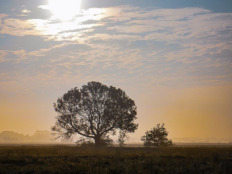 Baum von snippefotografie