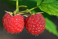 Framboises rouges