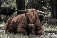 Schottischer Highlander