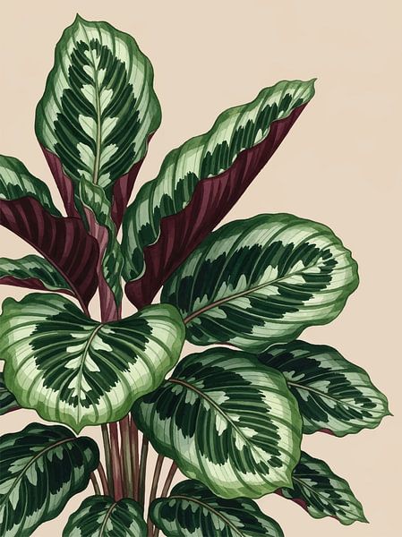 Calathea Tropical Foliage Botanical Jungle Art par coretan tangan