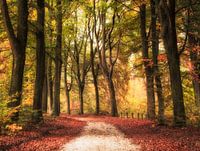 Ein bunter Waldweg im Herbst