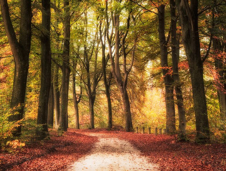 A colorful forest path in autumn by Fabrizio Micciche