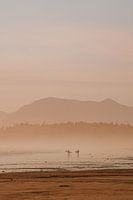 Surfeurs au coucher du soleil à Longbeach, sur l'île de Vancouver