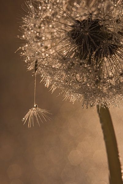 Die Verabschiedung: Zeit zu gehen! von Marjolijn van den Berg