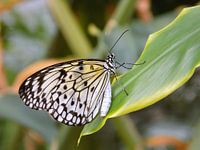 Idea Leuconoe - Papiervlinder (Collectie 2018 )