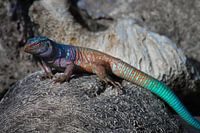 Bonairiaanse Remhagadis op Hersenkoraal