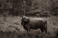 Schöner Highlander auf der Heide