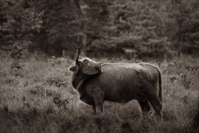 Schöner Highlander auf der Heide von Photos by Francis
