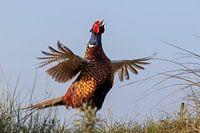 Pheasant