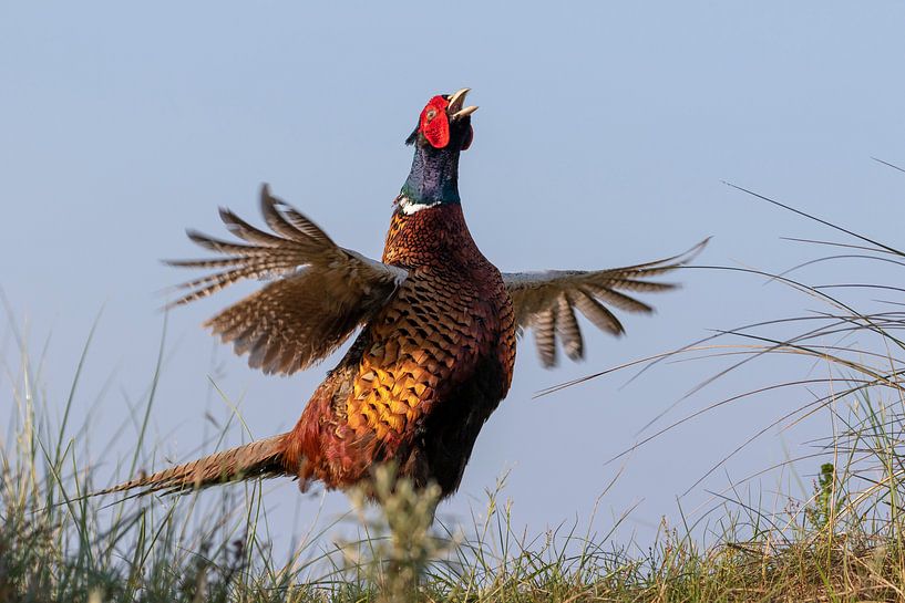 Fasan von Martin van der Kruijk