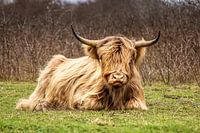 Der schottische Highlander