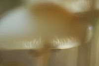 Paddenstoel abstract nummer 4