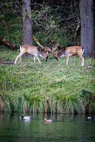 cerfs dans les dunes