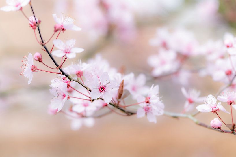 Soft colors in spring by Margreet Piek