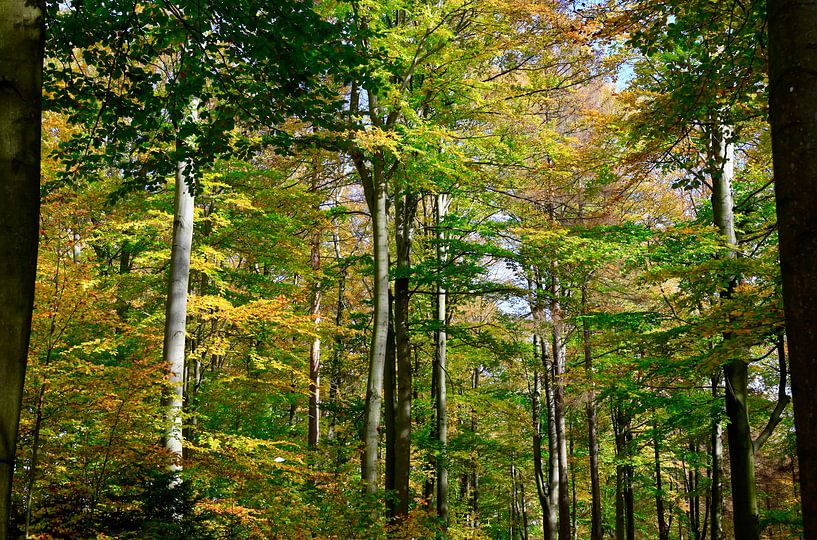 Golden October by Thomas Jäger