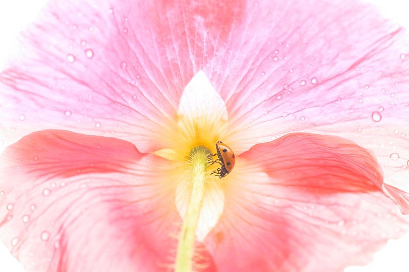 Close up of a ladybird sheltering from the rain under a pink poppy (bottom view) by Birgitte Bergman