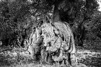 Faces of a tree black and white