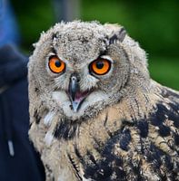 Jeune hibou grand-duc dans l'enclos du gibier
