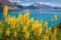 Gelbe Lupinen am Lake Wakatipu, Neuseeland