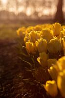 Tulpenveld bij zonsondergang