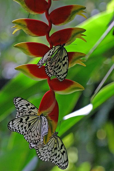 Zebra butterflies on a Heliconia by Antwan Janssen