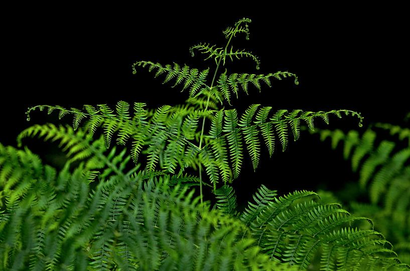 Segeln von Leo Huijzer