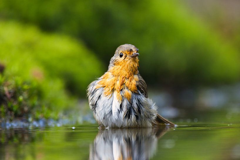 Robin von Eline Buijsrogge