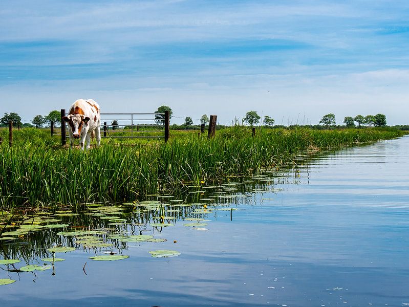 Kuh auf der Wiese von Charlotte Dirkse