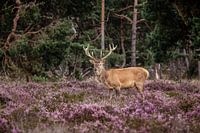 Edelhert op de hoge veluwe