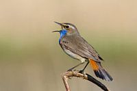 Bluethroat singt das höchste Lied