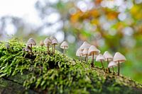 Pilze auf Moos im Herbst