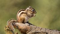 Siberian ground squirrel