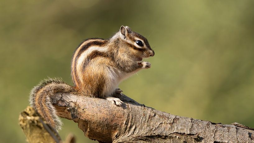 Sibirisches Erdhörnchen von Corrie Post