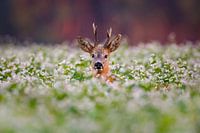 roe deer buck
