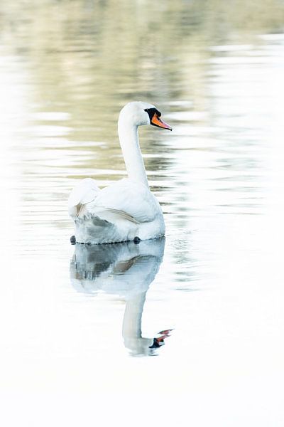 Mirror of Grace - Gelassenes Schwanenporträt in Farbe - Schwan von Femke Ketelaar