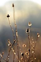 Gouden ochtendgloed - deel 2