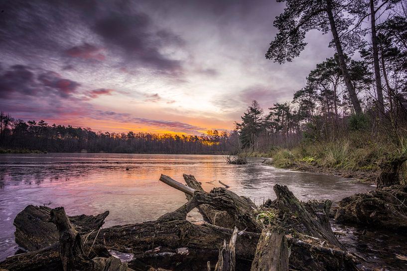 Seterse bossen in Dorst by Janine Schreurs Images