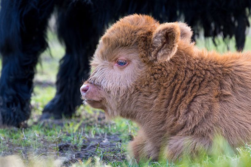 Close up Portrait von liegenden braunen schottischen Highlander Kalb von Ben Schonewille