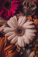 Still life Gerbera
