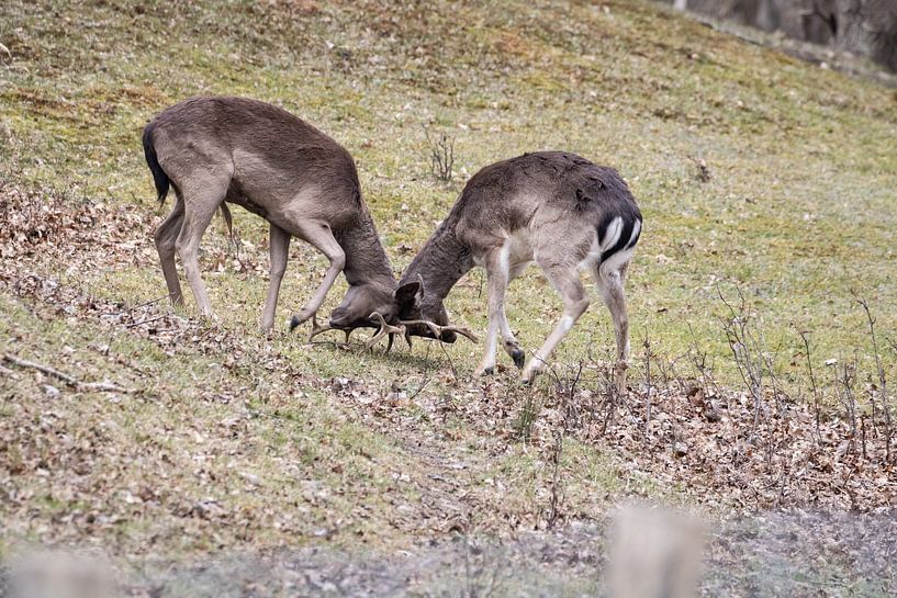 Je suis le patron ! par Louise Poortvliet