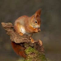 squirrel eating a nut